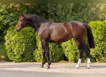 KWPN, Klacz, 3 lat, 169 cm, Ciemnogniada