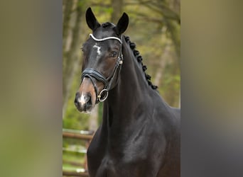 KWPN, Klacz, 3 lat, 169 cm, Ciemnogniada