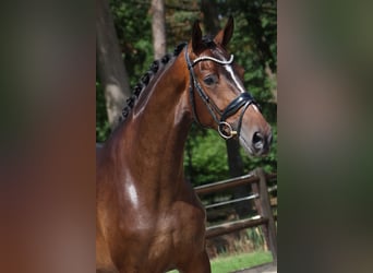 KWPN, Klacz, 3 lat, 170 cm, Ciemnogniada