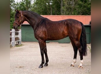 KWPN, Klacz, 3 lat, 170 cm, Gniada