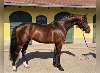 KWPN, Klacz, 3 lat, 170 cm, Gniada