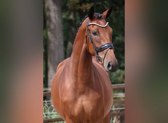 KWPN, Klacz, 3 lat, 170 cm, Gniada