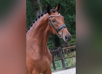 KWPN, Klacz, 3 lat, 170 cm, Gniada