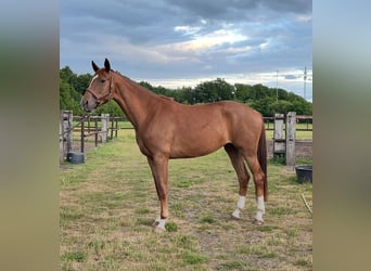 KWPN, Klacz, 3 lat, 170 cm, Kasztanowata