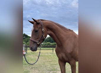 KWPN, Klacz, 3 lat, 170 cm, Kasztanowata