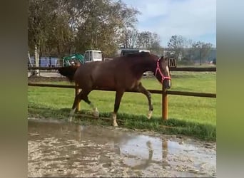 KWPN, Klacz, 3 lat, 170 cm, Kasztanowata