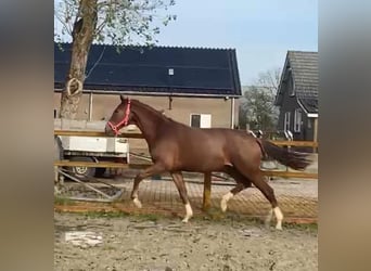 KWPN, Klacz, 3 lat, 170 cm, Kasztanowata