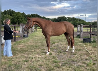 KWPN, Klacz, 3 lat, 170 cm, Kasztanowata
