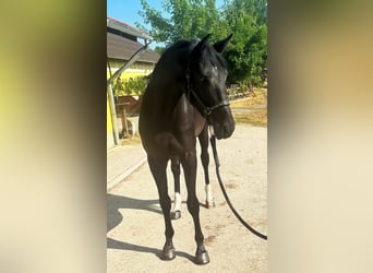 KWPN, Klacz, 3 lat, 171 cm, Kara