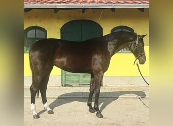 KWPN, Klacz, 3 lat, 171 cm, Kara
