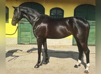KWPN, Klacz, 3 lat, 171 cm, Kara