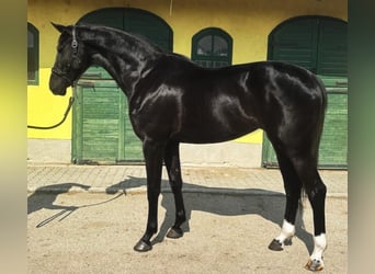 KWPN, Klacz, 3 lat, 171 cm, Kara