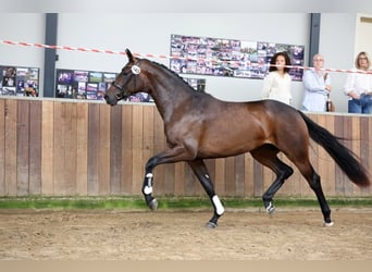 KWPN, Klacz, 3 lat, 172 cm, Ciemnogniada