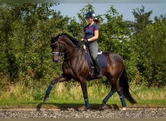 KWPN, Klacz, 3 lat, 172 cm, Ciemnogniada