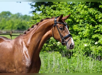 KWPN, Klacz, 3 lat, 172 cm, Ciemnokasztanowata