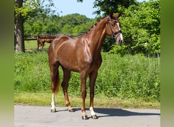 KWPN, Klacz, 3 lat, 172 cm, Ciemnokasztanowata