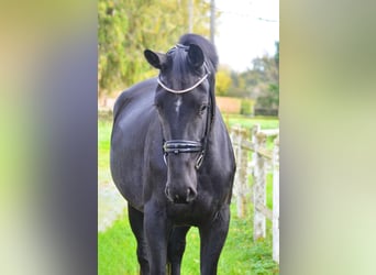 KWPN, Klacz, 3 lat, 172 cm, Kara