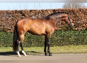 KWPN, Klacz, 3 lat, 173 cm, Gniada