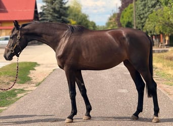 KWPN, Klacz, 3 lat, 174 cm, Ciemnogniada