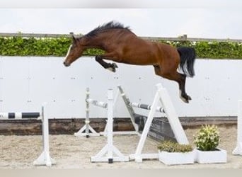 KWPN, Klacz, 3 lat, 174 cm, Gniada