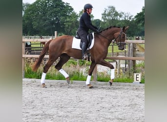 KWPN, Klacz, 3 lat, 177 cm, Ciemnokasztanowata