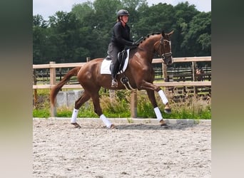 KWPN, Klacz, 3 lat, 177 cm, Ciemnokasztanowata