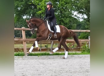 KWPN, Klacz, 3 lat, 177 cm, Ciemnokasztanowata