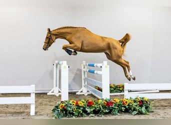 KWPN, Klacz, 3 lat, Ciemnokasztanowata