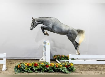 KWPN, Klacz, 3 lat, Siwa