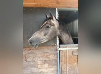 KWPN, Klacz, 4 lat, 155 cm, Siwa