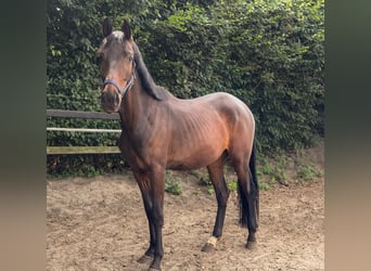 KWPN, Klacz, 4 lat, 158 cm, Ciemnogniada