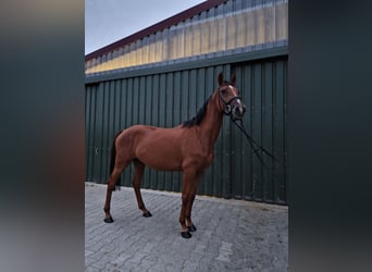 KWPN, Klacz, 4 lat, 160 cm, Ciemnokasztanowata