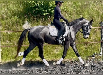 KWPN, Klacz, 4 lat, 160 cm, Siwa