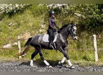 KWPN, Klacz, 4 lat, 160 cm, Siwa