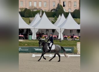 KWPN, Klacz, 4 lat, 160 cm, Siwa