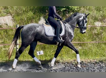 KWPN, Klacz, 4 lat, 160 cm, Siwa