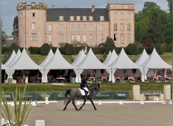 KWPN, Klacz, 4 lat, 160 cm, Siwa