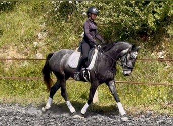 KWPN, Klacz, 4 lat, 160 cm, Siwa