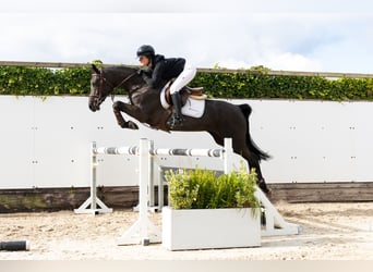 KWPN, Klacz, 4 lat, 161 cm, Kara