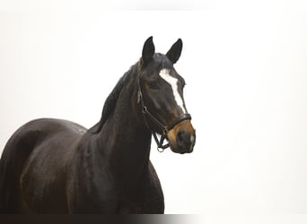 KWPN, Klacz, 4 lat, 162 cm, Ciemnogniada