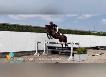 KWPN, Klacz, 4 lat, 162 cm, Ciemnogniada