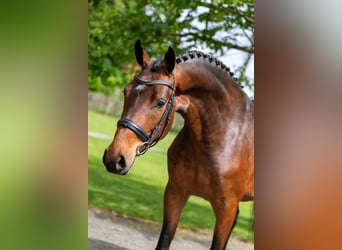 KWPN, Klacz, 4 lat, 162 cm, Gniada
