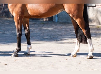 KWPN, Klacz, 4 lat, 162 cm, Gniada