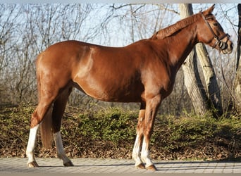 KWPN, Klacz, 4 lat, 162 cm, Kasztanowata