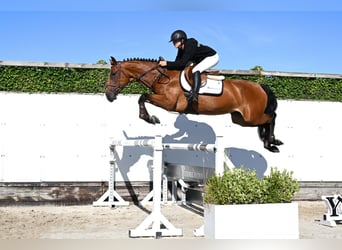KWPN, Klacz, 4 lat, 163 cm, Gniada