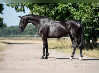 KWPN, Klacz, 4 lat, 163 cm, Kara