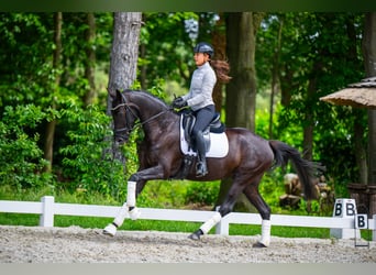 KWPN, Klacz, 4 lat, 163 cm, Kara