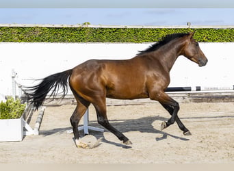 KWPN, Klacz, 4 lat, 164 cm, Gniada