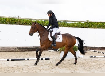 KWPN, Klacz, 4 lat, 164 cm, Gniada