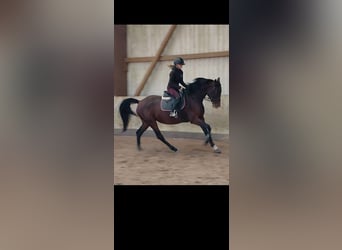 KWPN, Klacz, 4 lat, 164 cm, Gniada